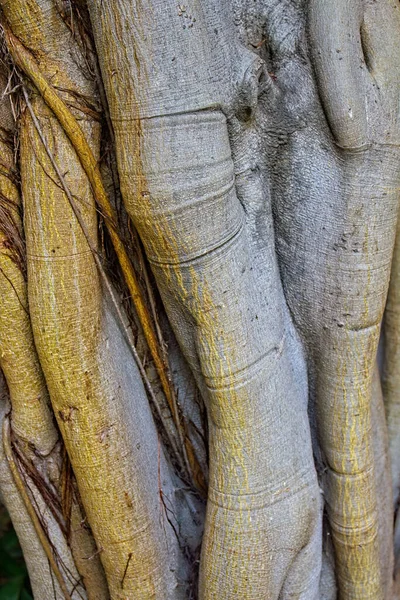 Cluster Tree Trunks Brea Tar Pits Los Angeles Californ — Stock Photo, Image