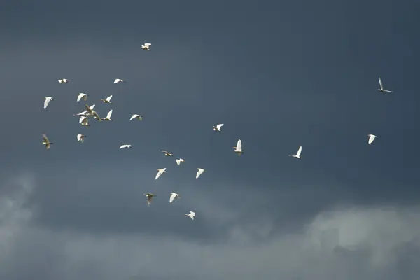 Nízký Úhel Záběru Hejna Ptáků Letících Pochmurného Počasí — Stock fotografie