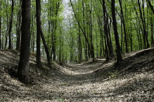 Vacker Utsikt Över Stig Skog Med Höga Träd Våren — Stockfoto