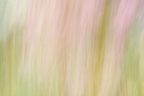 Yumuşak Bulanık Gül Yeşil Renkli Arkaplan Bahar Yaz Mevsimi Pastel — Stok fotoğraf