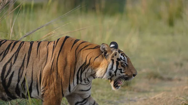 Een Close Shot Van Een Boze Tijger Een Wazige Achtergrond — Stockfoto