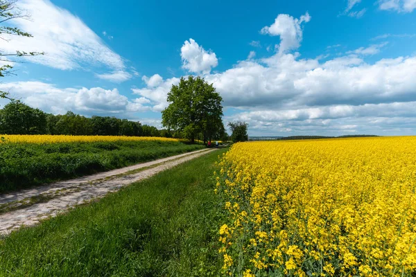 stock image A beautiful shot of a road going through the valley with yellow flowers