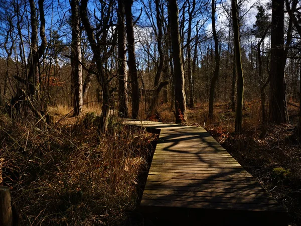 Detailní Záběr Dřevěnou Promenádu Lese — Stock fotografie