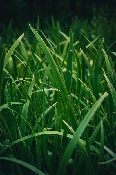 Een Verticale Opname Van Vers Groen Gras Met Zonlicht Overdag — Stockfoto