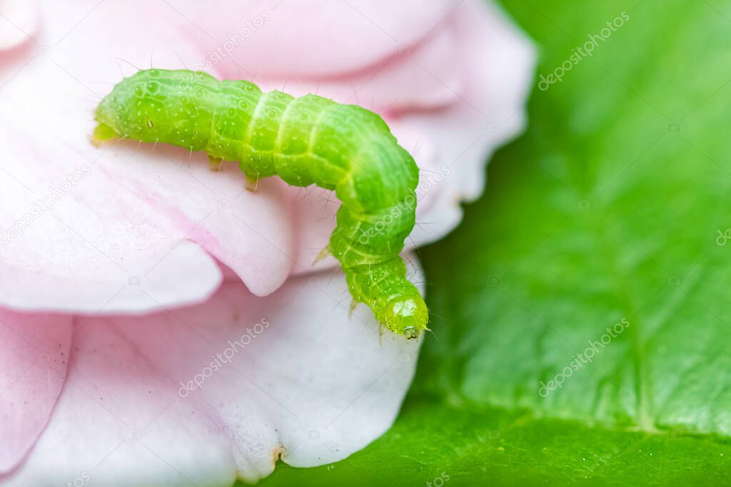 A green caterpillar on rose petals, colorful insect in the garden