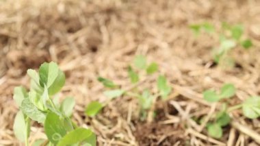 Toprağa tohum eken bir dişi.