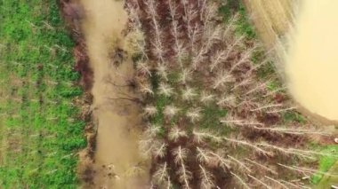 4K 'da Murieta, Navarre, İspanya' daki Ega nehri boyunca uzanan çıplak populus ağaçlarının hava görüntüsü.
