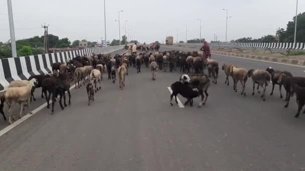 Een Herd Van Geiten Een Landweg Een Gehoord Van Schapen — Stockvideo