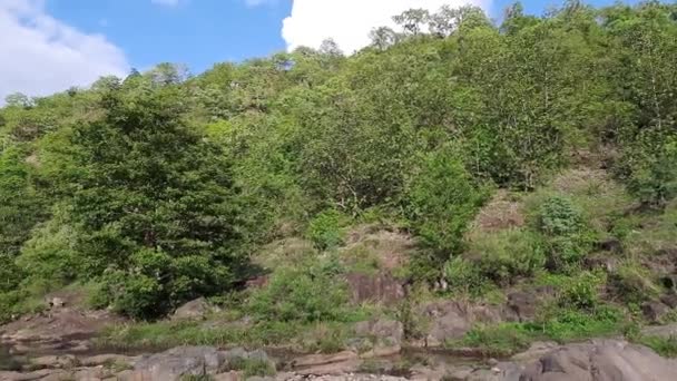 Fiume Montagna Più Puro Della Foresta Flusso Acqua Muove Tra — Video Stock