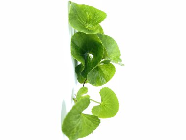Hintli bir Pennywort beyaz bir arkaplanda ayrılıyor.