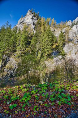 Sonbahar boyunca mavi gökyüzüne karşı güneşli bir günde Salzkammergut dağlarının dikey hali.