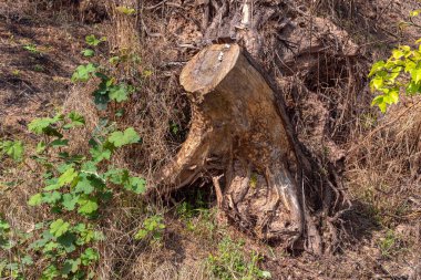 Devrilmiş ağaç gövdesi yere düştü.