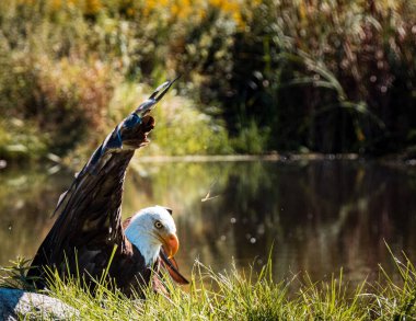 Açık kanatlı kel bir kartalın gölün kenarında otururken seçici bir odak noktası.