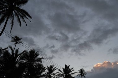 Gün batımında palmiye ağaçlarının siluetiyle çerçevelenmiş düşük açılı bir kara bulut görüntüsü.