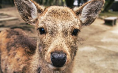 Kameraya bakan sevimli bir geyiğin portresi.