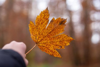 Portakal rengi bir sonbahar yaprağını arka planda tutan bir elin yakın çekimi.