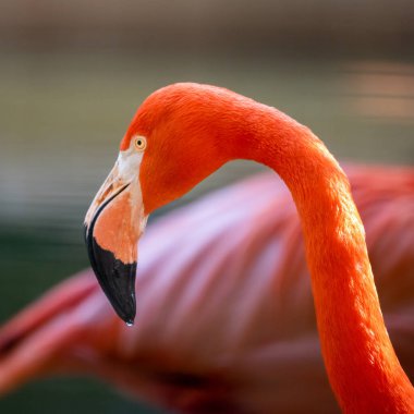 Yeşil arka planlı sarı gagalı pembe bir flamingo kafasının yakın plan fotoğrafı.