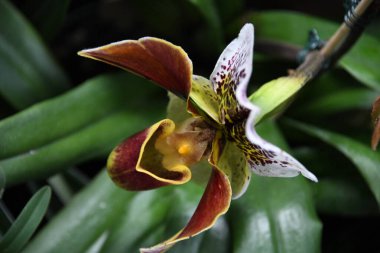 Yeşil yapraklarla çevrili bir bahçede Venüs Terliği çiçeğinin yakın çekimi.