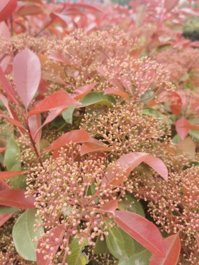 Skimmia japonica 'nın dikey görüntüsü (Japon Skimyası)