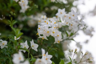 bir bahar nesnesinin güzel renkli fotoğrafı
