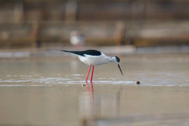 Kara kanatlı kuş Denizde kırmızı bacaklı