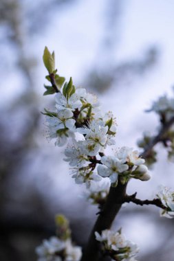 bir bahar nesnesinin güzel renkli fotoğrafı