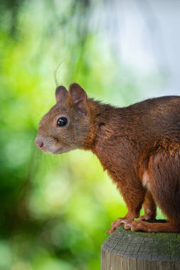 Gün boyunca ormanda sincabın dikey yakın çekimi.
