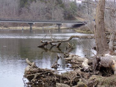 Gündüz vakti devrilmiş ağaç parçalarıyla dolu vahşi bir gölet.