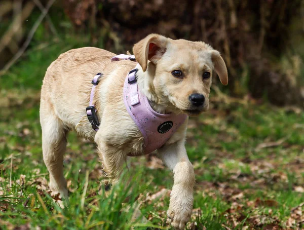 Zbliżenie Małego Słodkiego Szczeniaka Labradora Spacerującego Parku — Zdjęcie stockowe