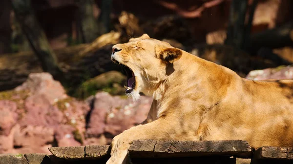 Beautiful Shot Lioness Sitting Yawning Wooden Surface Blurred Background — Stock Photo, Image