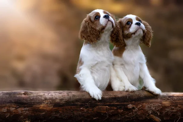 İki Charles Spaniel köpeğinin seçici odak noktası.