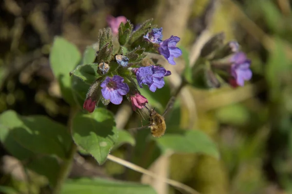 Closup Spotted Lungwort Pulmonaria Officinalis Spring Visitor Bombylius Major Mibu — Stock Photo, Image