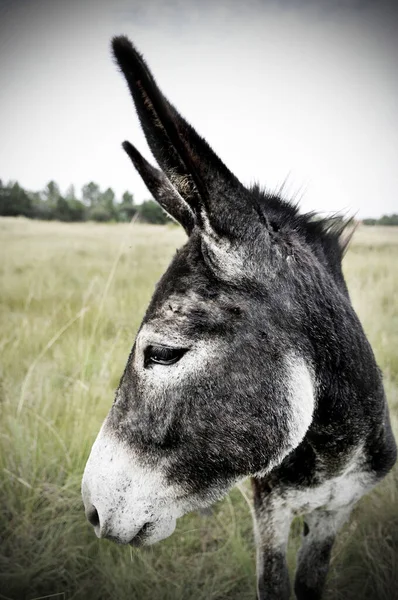 Vertical Portrait Profile Domestic Donkey Farmland — Stock Photo, Image