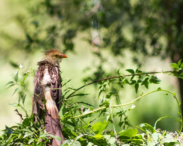 Esemplare Guira Guira Sulle Montagne Cordoba Argentina — Foto Stock