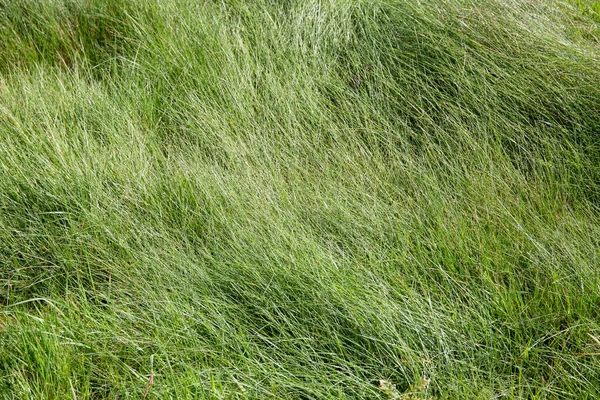 Grama Verde Selvagem Textura Fundo Abstrata Natureza Exuberante Fundo — Fotografia de Stock