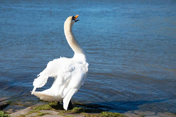 Cisne Branco Batendo Asas Rio Moselle Alemanha Aves Aquáticas Nimals — Fotografia de Stock