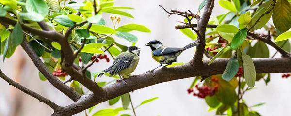 Great Tit Baby Titmouse Who Fed Her Mother — ストック写真