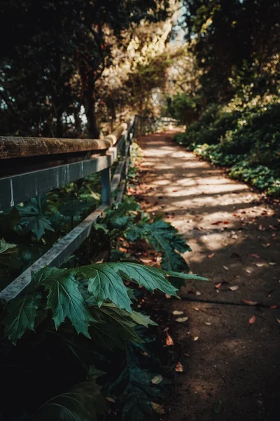 Plan Vertical Sentier Avec Une Rampe Entre Les Plantes Vert — Photo