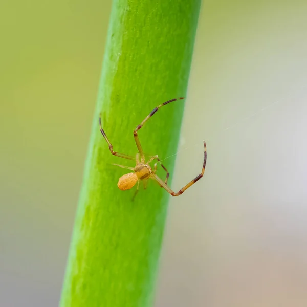 Crab Spider Weaving Thread Stem — Stock Photo, Image