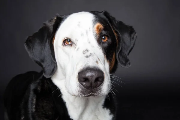 Close Sennenhund Suíço Cão Montanha Olhando Para Câmera Fundo Preto — Fotografia de Stock