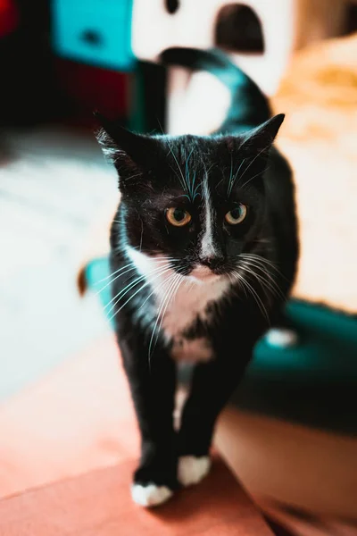 Μια Κάθετη Λήψη Μιας Δίχρωμης Γάτας Θολό Φόντο — Φωτογραφία Αρχείου