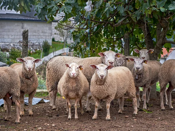 Troupeau Moutons Dans Une Ferme — Photo