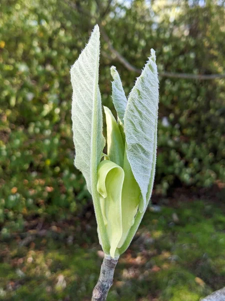 マグノリアマクロフィラ 大きな葉のマグノリア 北米最大のシンプルな葉と単一花 — ストック写真