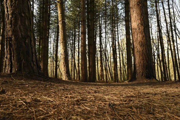 Gün Boyunca Kocaman Ağaçları Olan Bir Ormanın Güzel Bir Görüntüsü — Stok fotoğraf