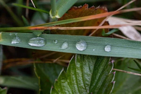 緑のレベルでの水滴のクローズアップショット — ストック写真