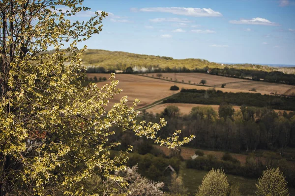 Tiro Close Galhos Árvores Cheios Folhas Sobre Belo Fundo Campo — Fotografia de Stock