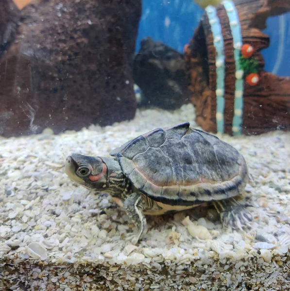 Closeup Skud Lille Skildpadde Akvarium - Stock-foto