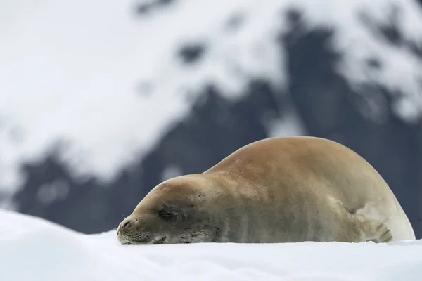 Eine Nahaufnahme Einer Robbe Die Sich Auf Einem Eisberg Paradieshafen — Stockfoto