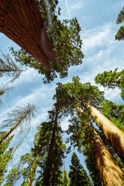 Vertical Low Angle Shot Trees Sky Yosemite Valley Usa — Stock Photo, Image