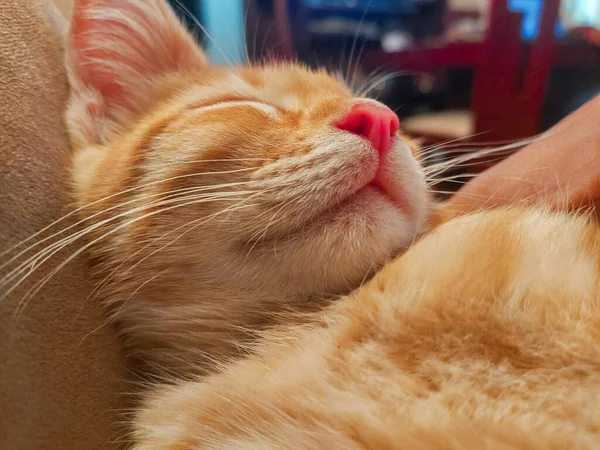 Primer Plano Gato Dormido — Foto de Stock